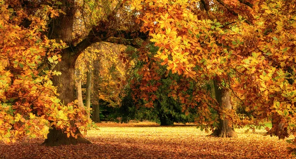Cenário de outono com um magnífico carvalho — Fotografia de Stock