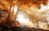 Stromy v malebném zamlžené lese na podzim