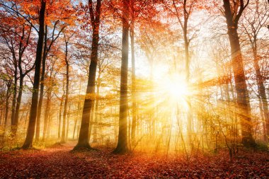 Güzel sonbahar güneş ışığı bir orman