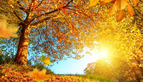 Gouden herfst landschap met veel zon vangt — Stockfoto