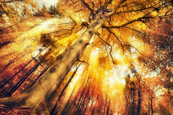 Чарівні лісові пейзажі восени — стокове фото