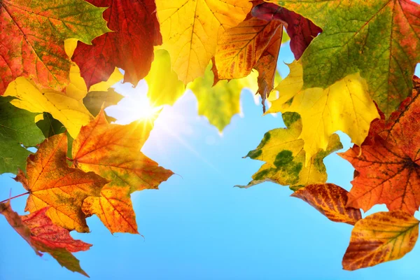 Farbenfrohe Herbstblätter und die Sonne am blauen Himmel — Stockfoto