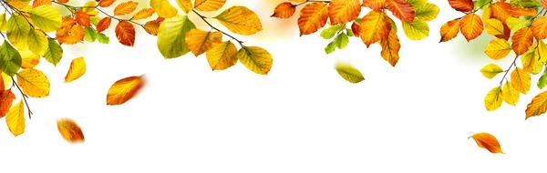 Hösten lämnar gränsen på vit bakgrund — Stockfoto