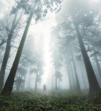 Uzun kozalaklı kozalaklı ağaçların ve sisli ağaçların altında dikilen yürüyüşçü huşu içinde yukarı bakıyor.