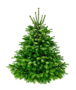 Perfect lush fir tree on pure white clipart