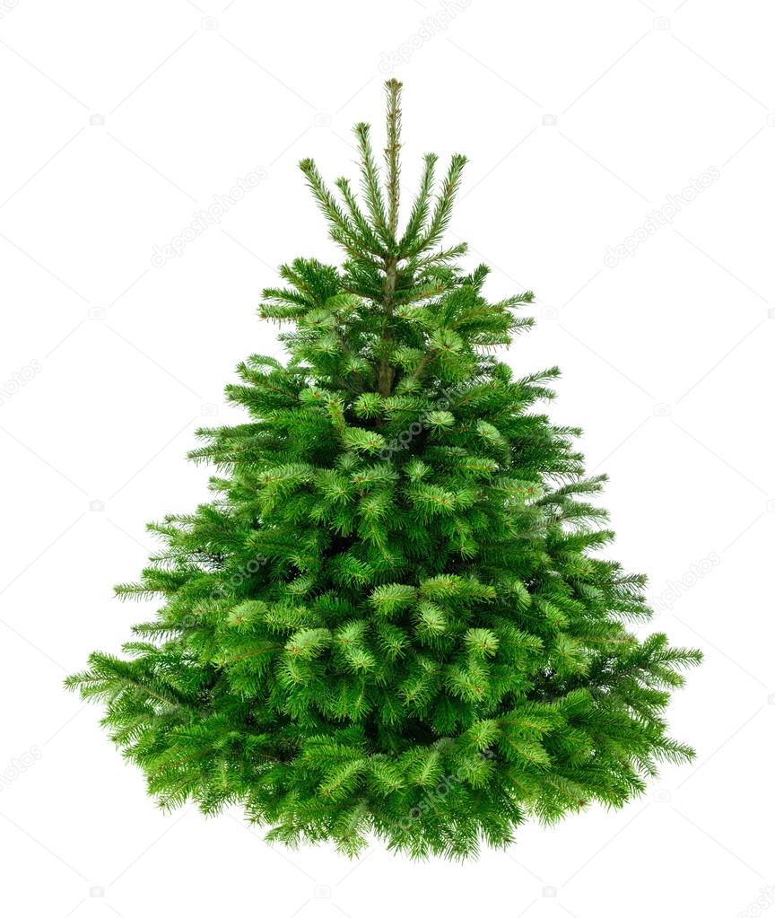 Perfect lush fir tree on pure white