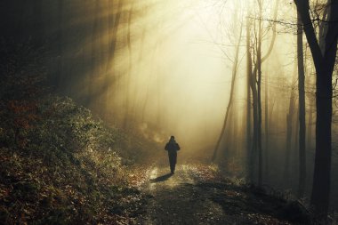 Sihirli sisli bir ormanda yürürken altın güneş ışınları çarpıcı gölgelerle ağaç gövdelerinin siluetlerinden düşüyor.