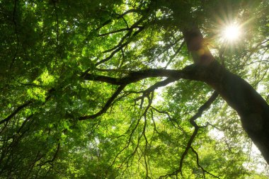 Yazın yeşil görkemli bir meşe ağacının dalları. Kurtçuk gözlü doğa manzarası yemyeşil ve güzel güneş doğuyor..