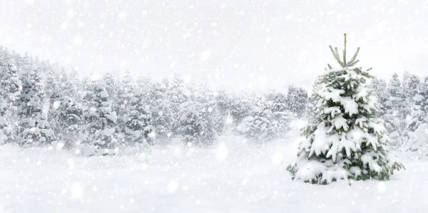Árvore de abeto em neve grossa — Fotografia de Stock
