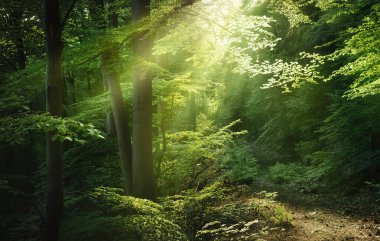 Büyülü ışıklandırmalı orman manzarası. Yumuşak güneş ışınları ile rüya gibi resmedilmiş orman yavaşça yeşil ağaç dallarını aydınlatıyor..