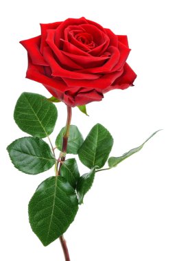 Fully blossomed red rose on white clipart