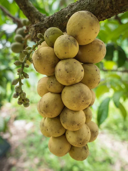 I deliziosi frutti freschi wollongong su albero nel wollongong — Foto Stock