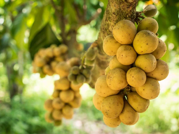 I deliziosi frutti freschi wollongong su albero nel wollongong — Foto Stock