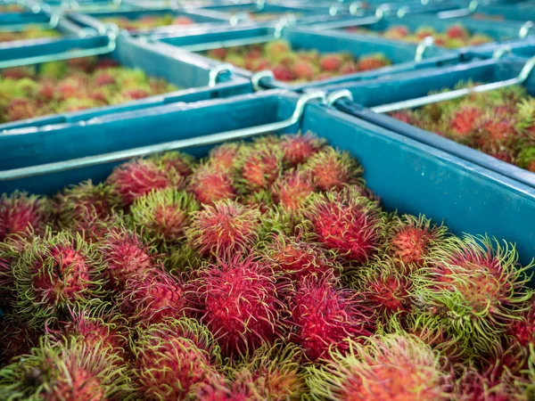 Vele Rambutan in manden op de groothandelsmarkt. — Stockfoto