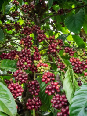 Coffee seeds in a plantation, Thailand. clipart