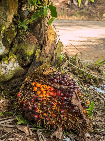 Közelkép a pálmaolaj gyümölcsök. — Stock Fotó