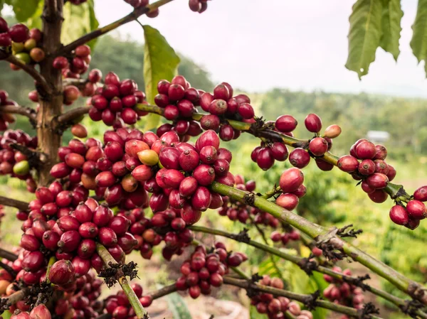 Mazzo rosso puro di semi di caffè in una piantagione . — Foto Stock