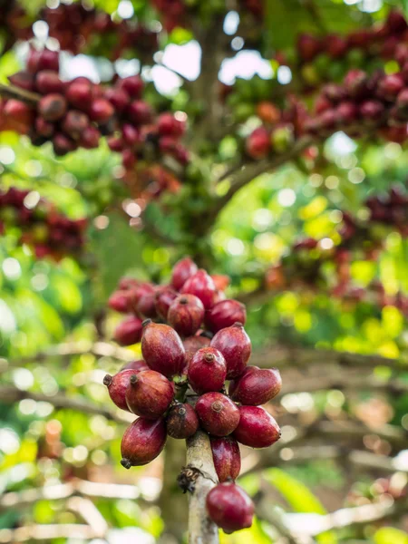 Mazzo rosso puro di semi di caffè in una piantagione . — Foto Stock