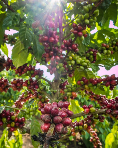 Puro mazzo rosso di semi di caffè in una piantagione quasi vicino ha — Foto Stock