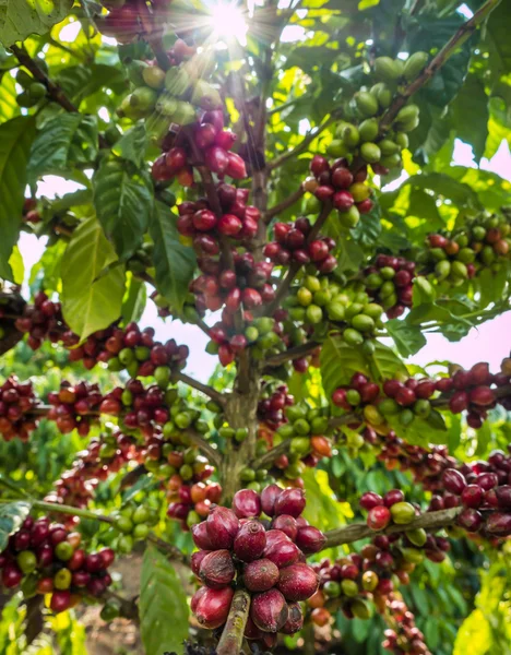 Puro mazzo rosso di semi di caffè in una piantagione quasi vicino ha — Foto Stock