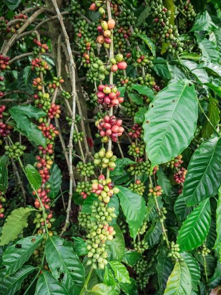 Semi di caffè in una piantagione . — Foto Stock