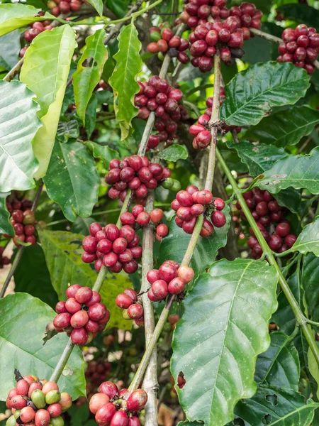 Semi di caffè in una piantagione, Thailandia . — Foto Stock