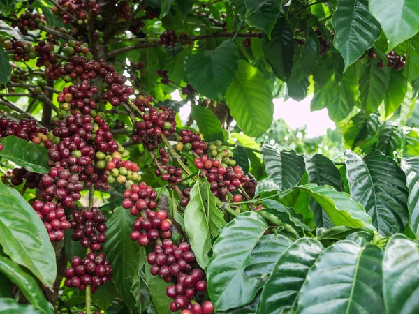 Coffee seeds in a plantation, Thailand. — Stock Photo, Image