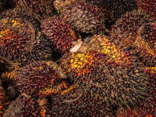 Palm Oil Fruits. — Stock Photo, Image