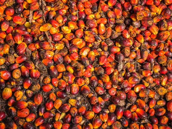 Oil palm fruits. — Stock Photo, Image