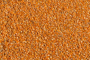 mısır tohumu doku, tarım arka plan.