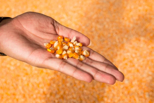 Primer plano hombre manos con grano de maíz . — Foto de Stock