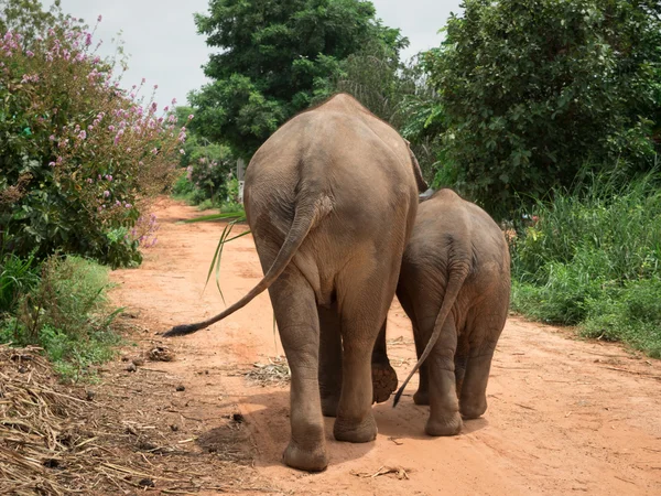 Vista trasera de un elefante con su bebé en el pueblo de elefantes, Tailandia Fotos De Stock Sin Royalties Gratis