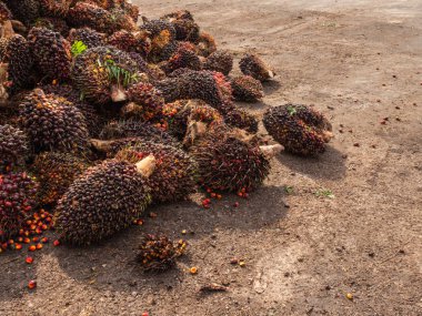 Hurma yağı meyve Tayland katta.
