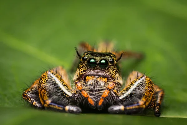 Makro av Hoppande spindel på grönt blad. — Stockfoto