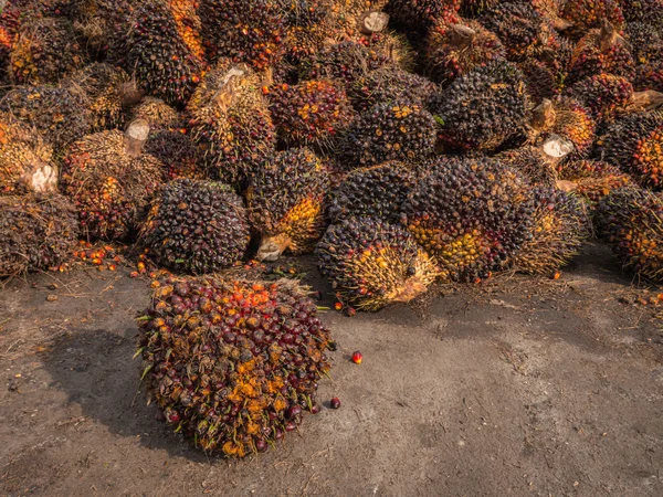 Óleo de palma Frutas no chão na Tailândia . — Fotografia de Stock