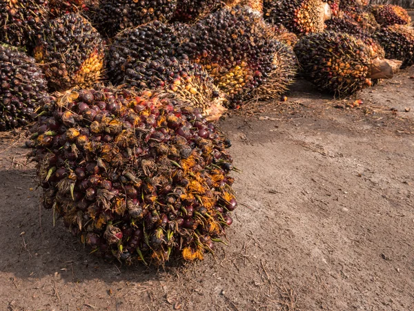 Industria dell'olio di palma — Foto Stock