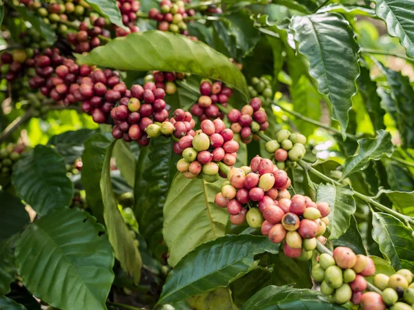 Coffee seeds in a plantation, Chumphon. — Stock Photo, Image