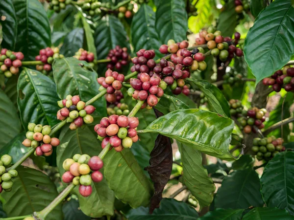 Semillas de café en una plantación . Imagen De Stock