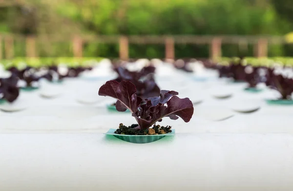 Sla groenten is geplant in een tuin. — Stockfoto