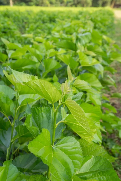 Blad Moerbeiboom op veld. — Stockfoto