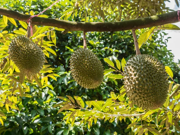 Durian fresco no pomar . — Fotografia de Stock