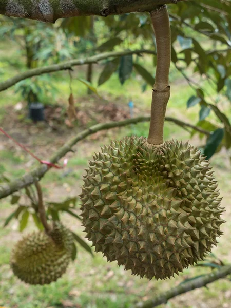 Durian fresco no pomar . — Fotografia de Stock