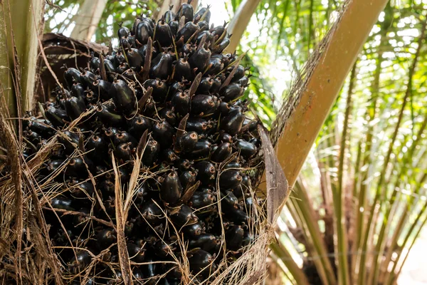 Oil Palm Fruits in the Palm tree.