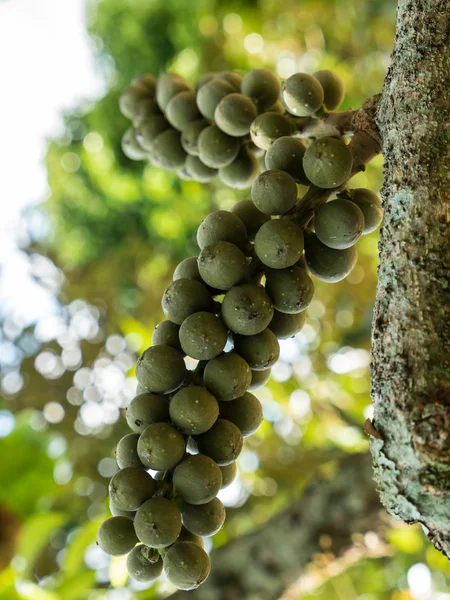 Wollongong verde fresco colgando en el árbol — Foto de Stock