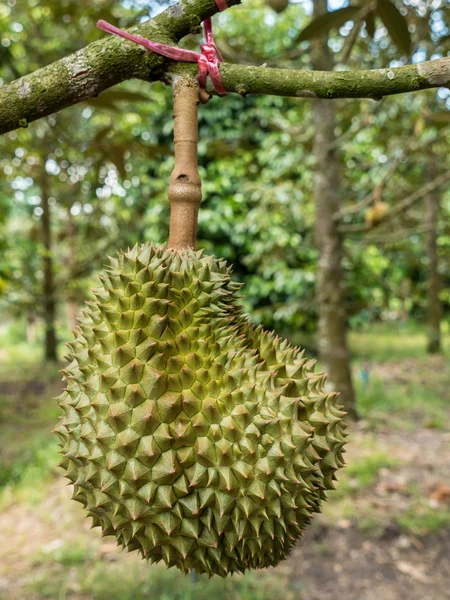 Durian fresco no pomar . — Fotografia de Stock