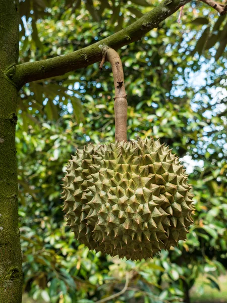 Durian fresco no pomar . — Fotografia de Stock