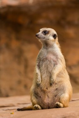 Etrafa meerkat.