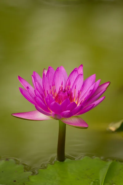 Mooie roze waterlily. — Stockfoto