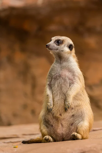 Etrafa meerkat.