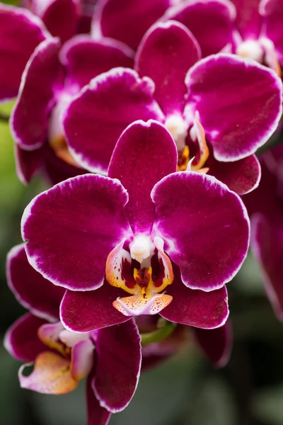 Closeup purple butterfly orchids. — Stock Photo, Image